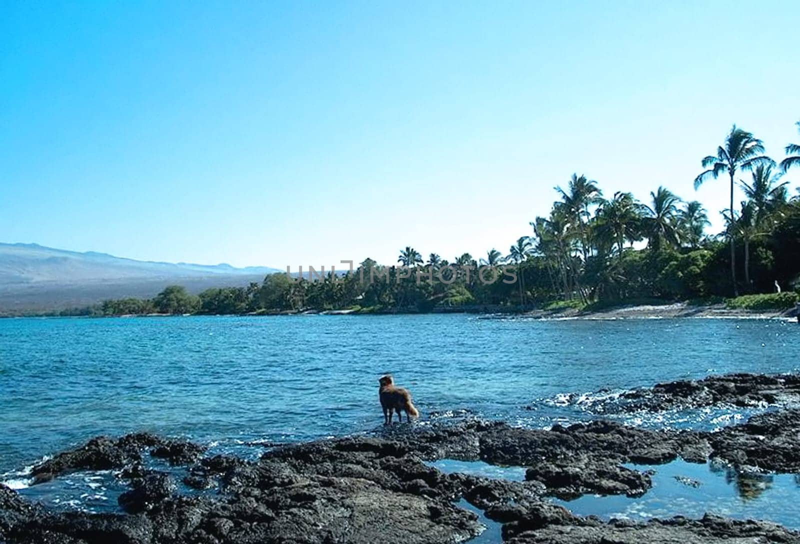 I met this dog "living in the wild"" in Hawaii. He accompanied me for many hours and showed me various beaches. This one in the picture is one of the many lava beaches on the island of Hawaii ""The big Island""."