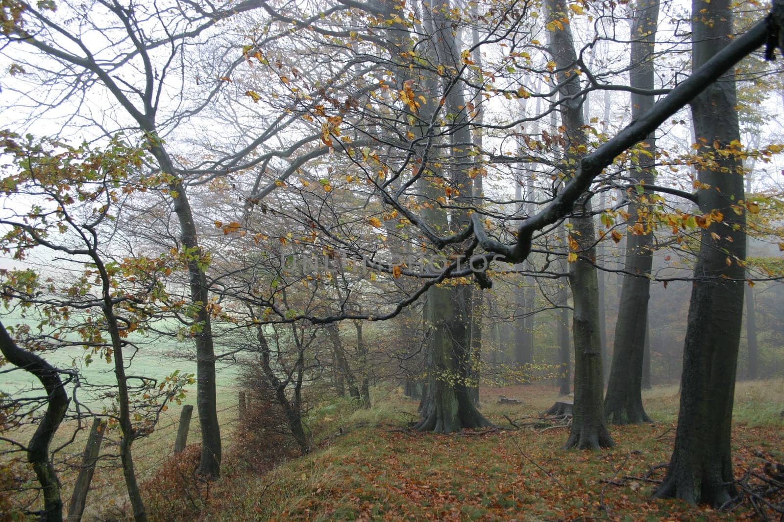 Autumn forest