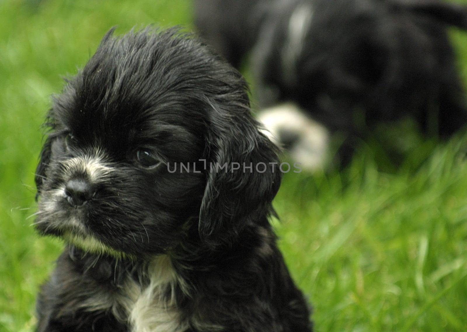5 weeks old