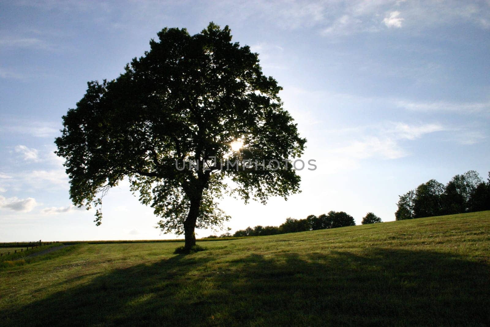 Backlit beech