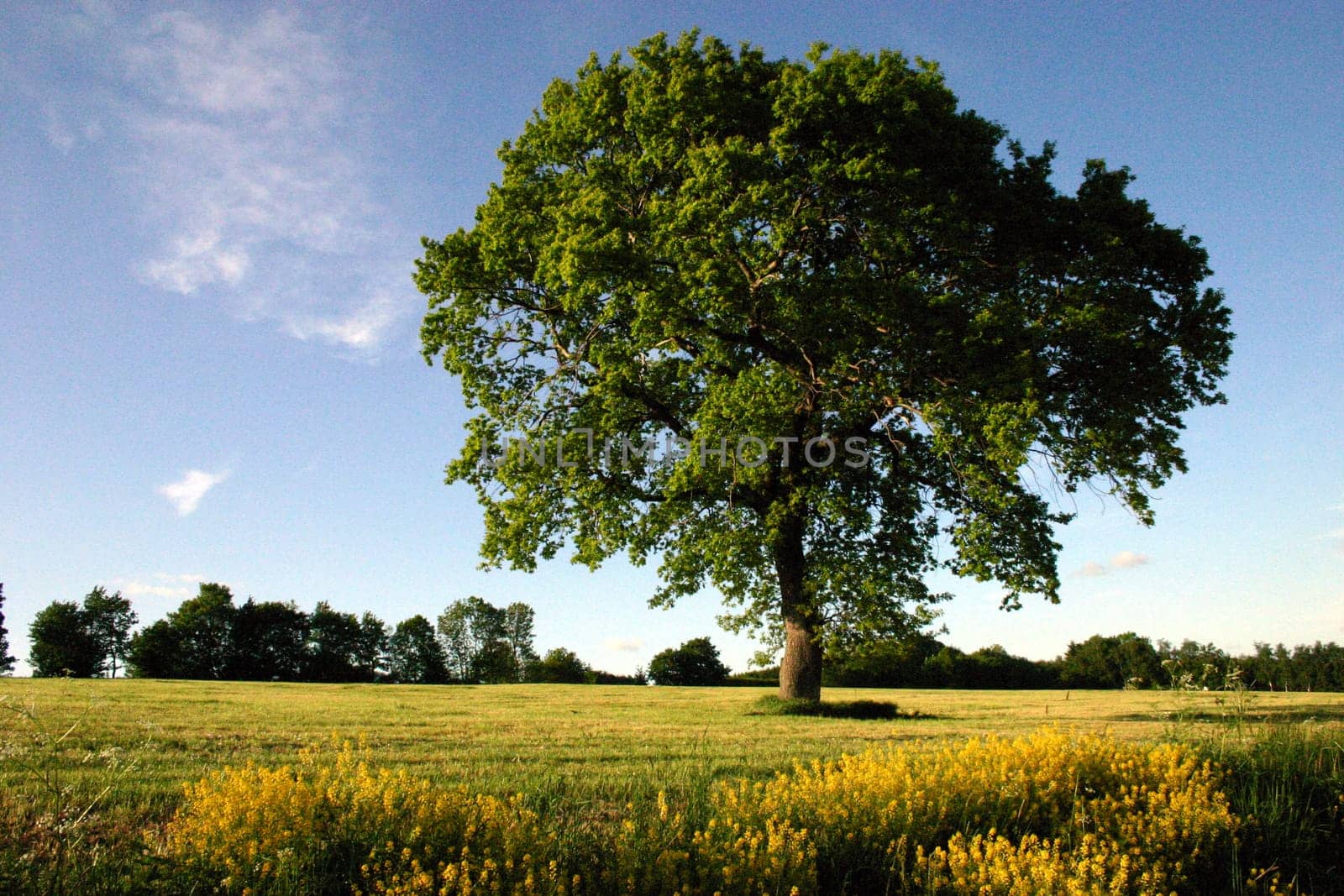 Deciduous tree