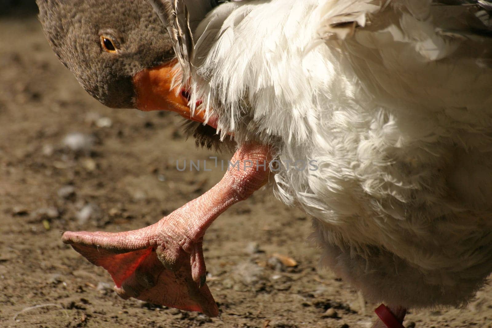 Plumage care