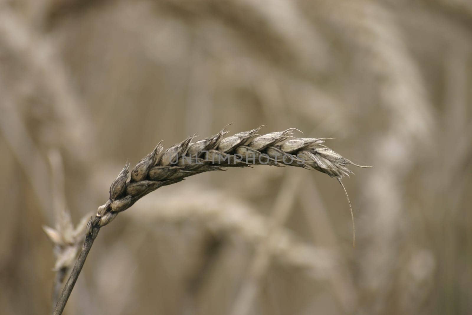 Crop failure 2005
