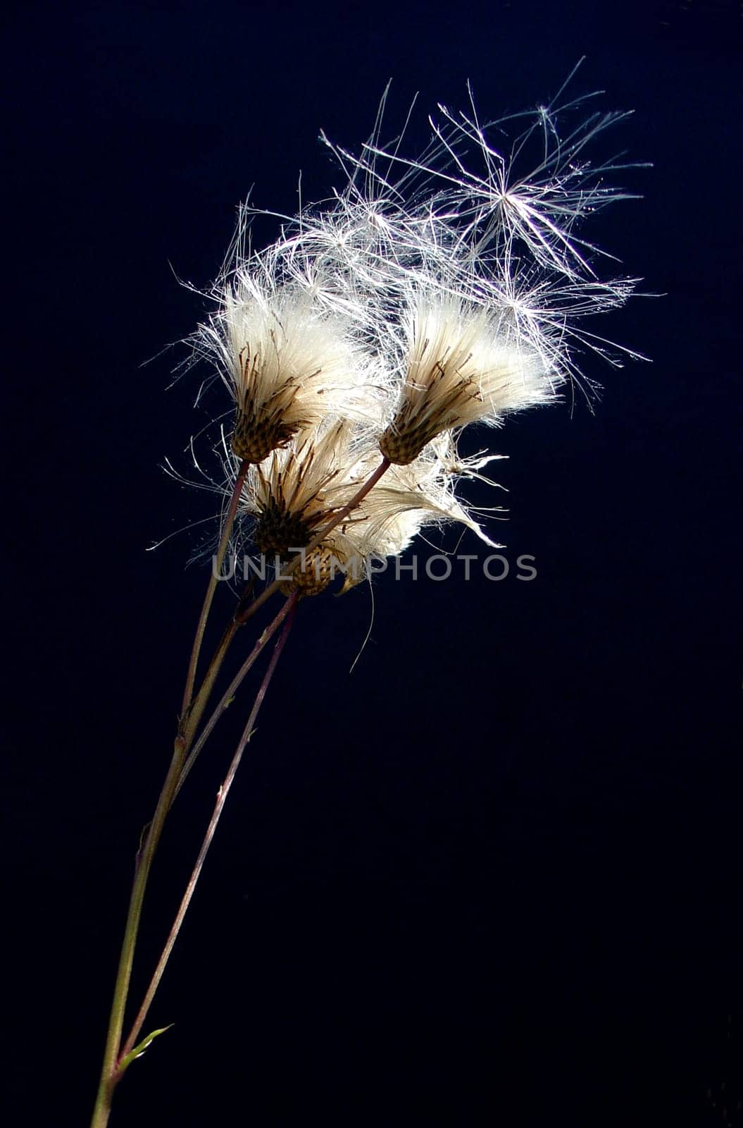 With the wind