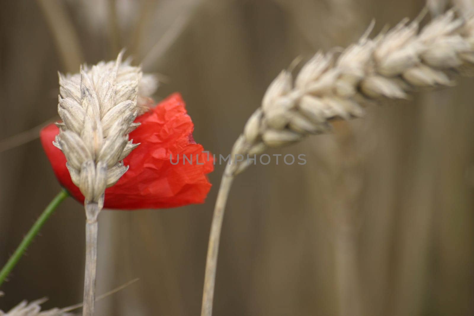 Splashes of color