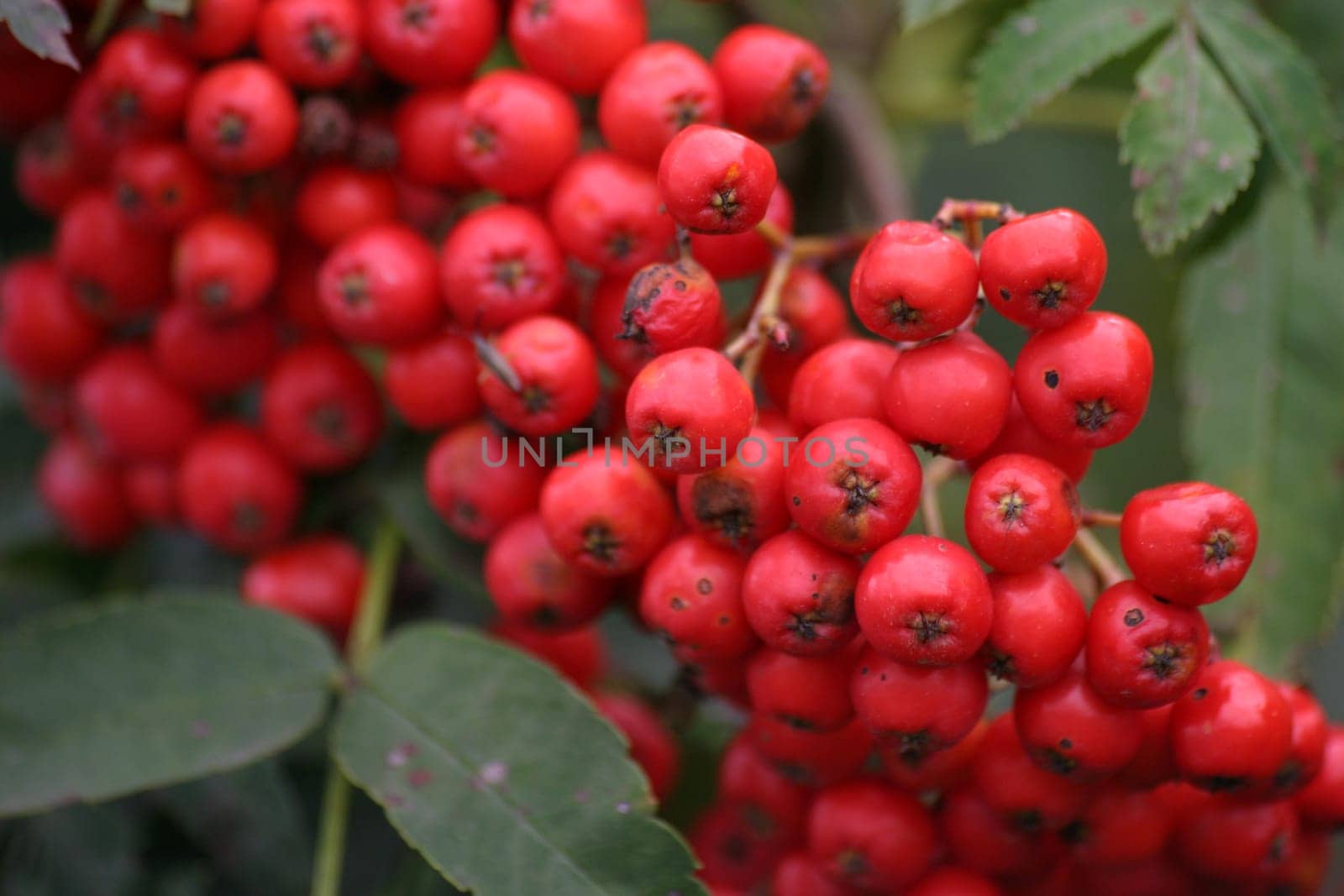 Rowan berries