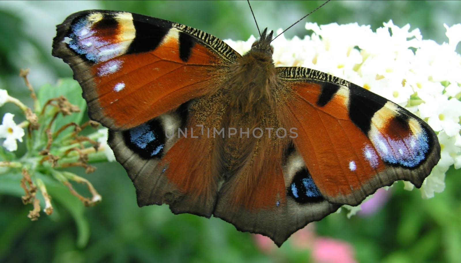 Unfortunately,the feelers didn't come all the way up:-(