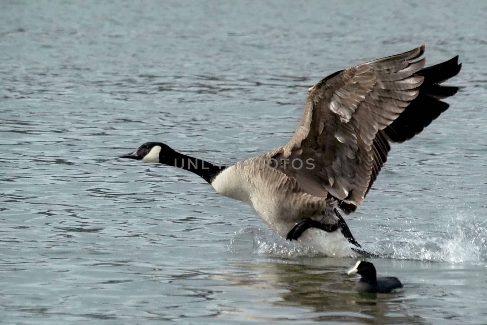 When Mr. Canada goose gets going,it's better to get to safety