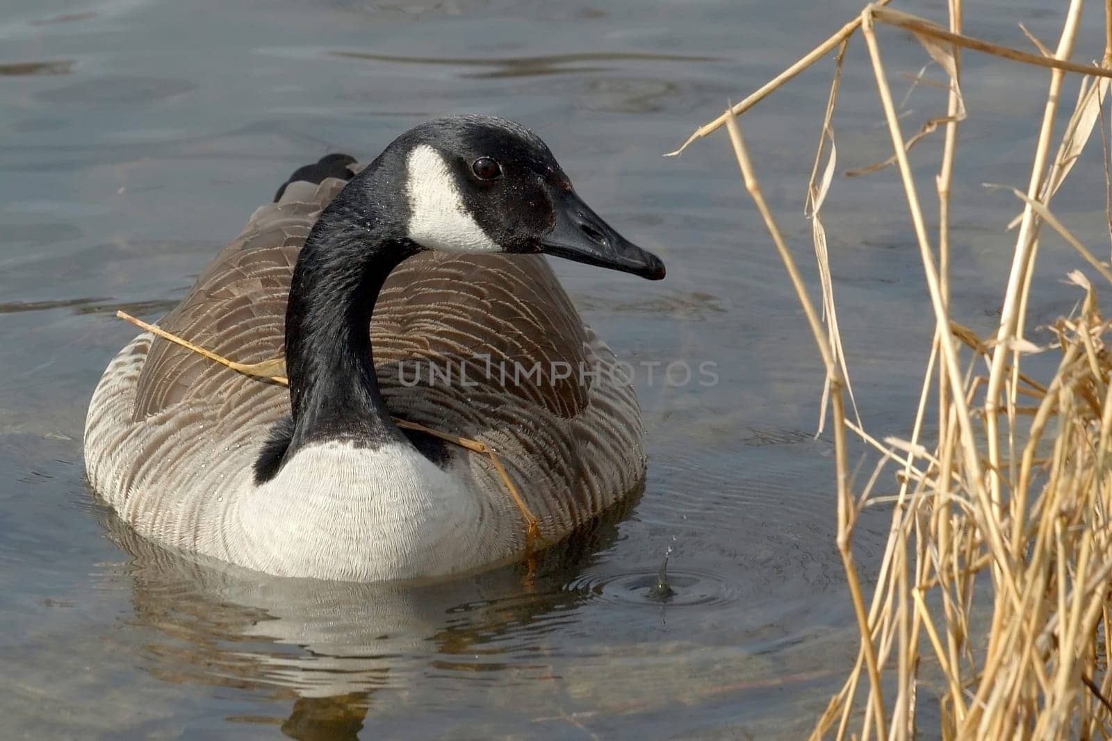 breaks out in Canada geese especially when they want to build a nest. Here Mrs. Kanadagans has found a very practical way to transport the stalks.