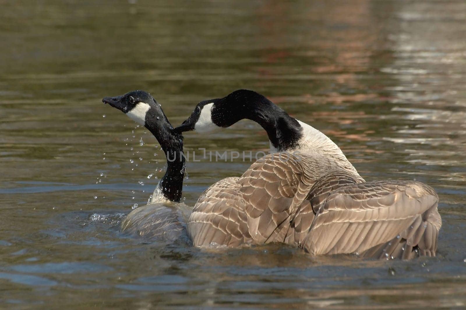 before it goes to building the nest,something has to be produced first,which should be put in there  -)