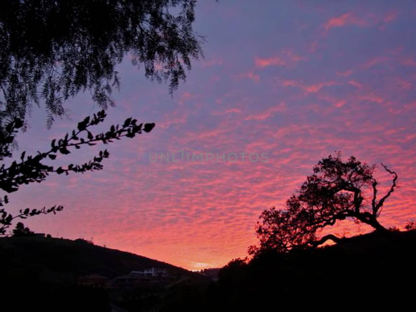 Sunset Tree 4