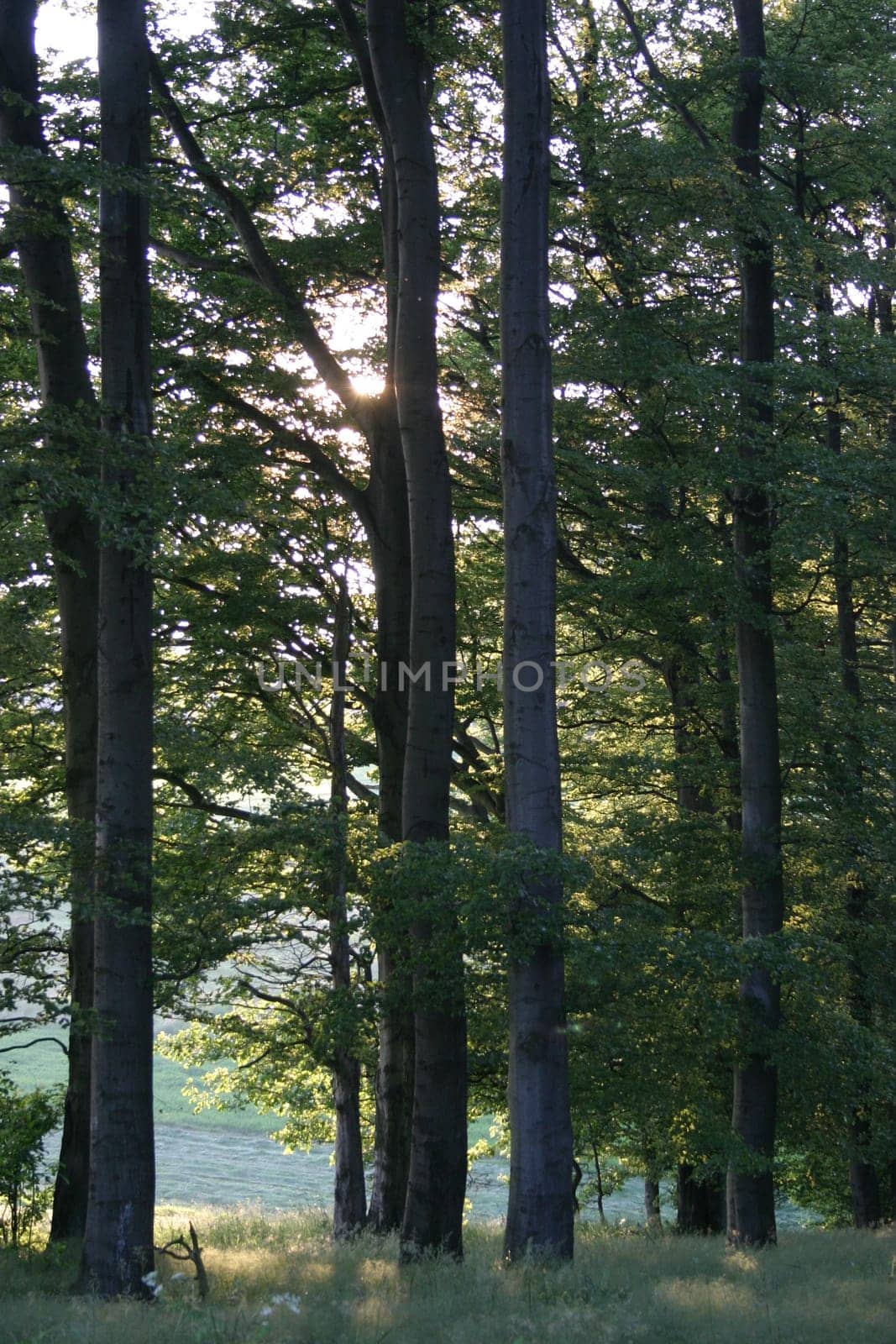 Deciduous forest