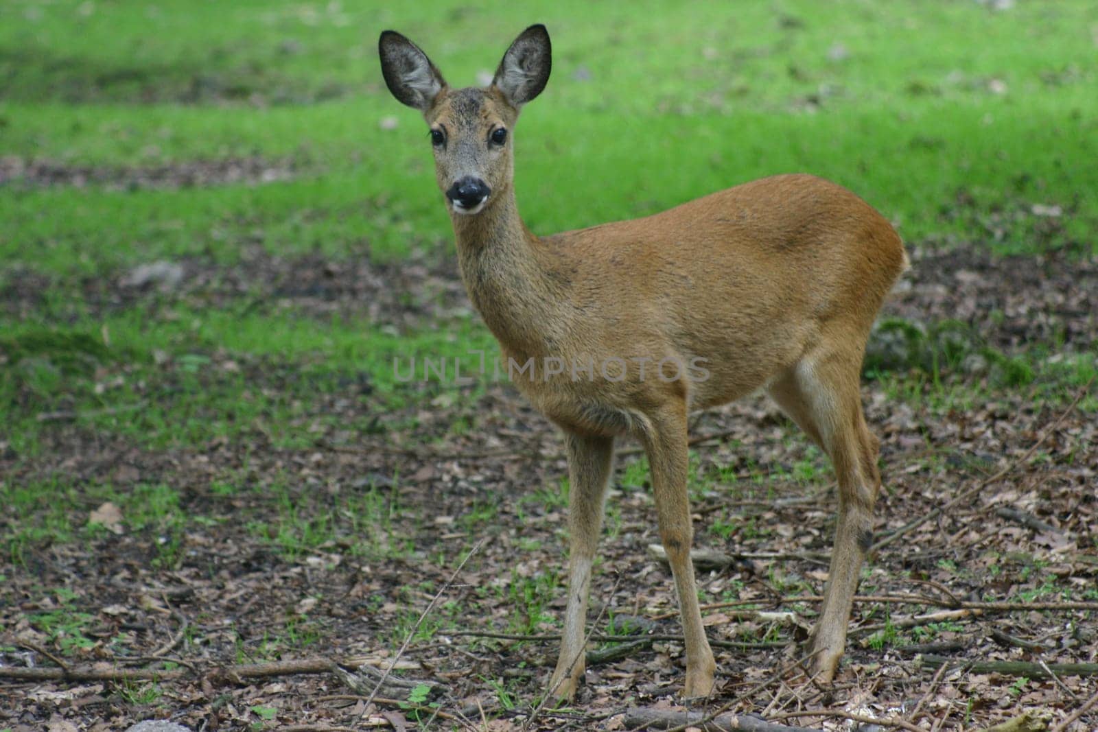 Roe deer