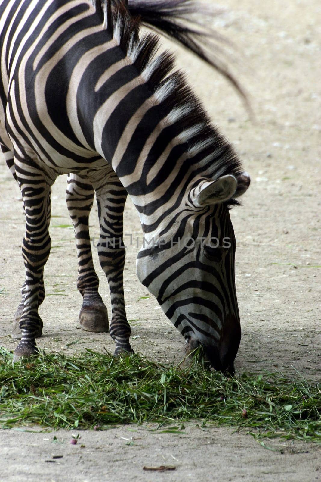 Zebra