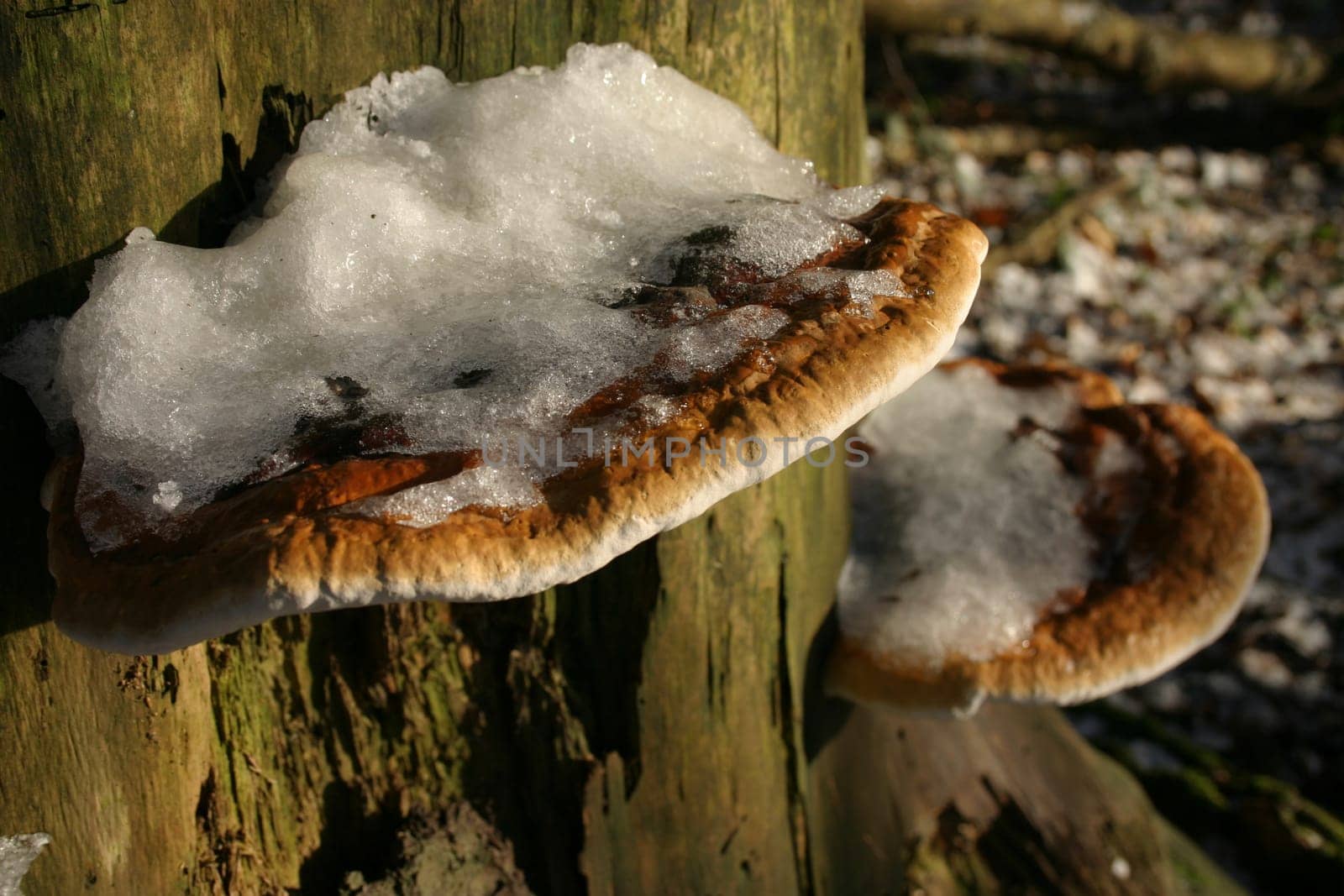 Snow mushrooms