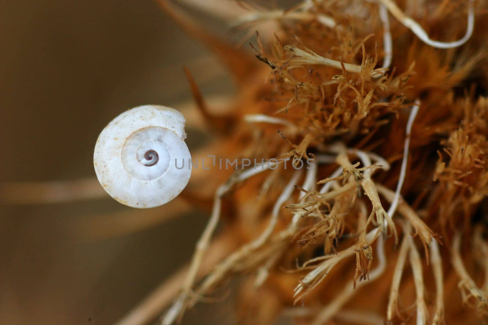 A lot of things don't grow in the barren,parched landscape,but every now and then you discover something beautiful.