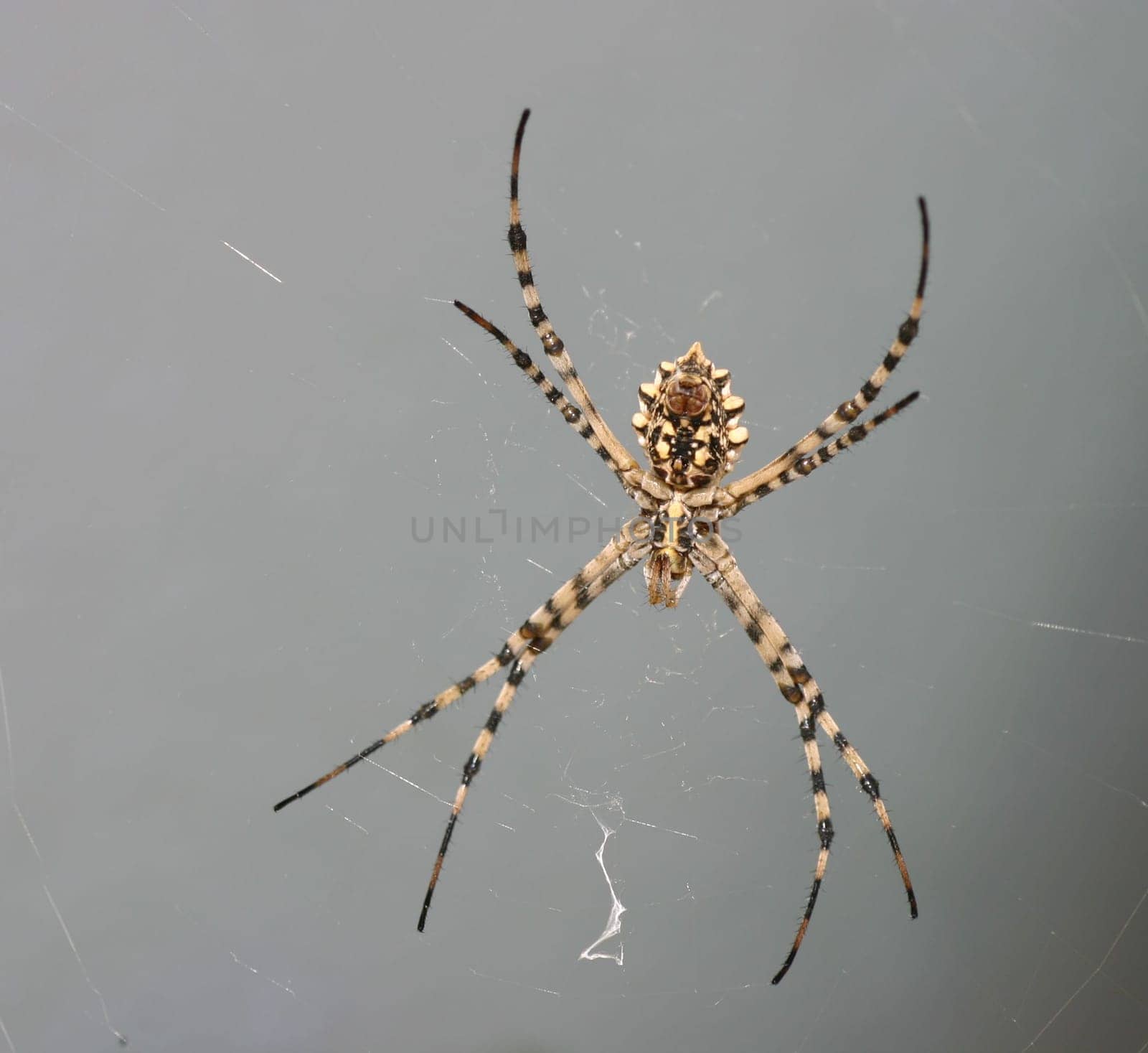 This spider was just as much a guest of my parents-in-law as I was.