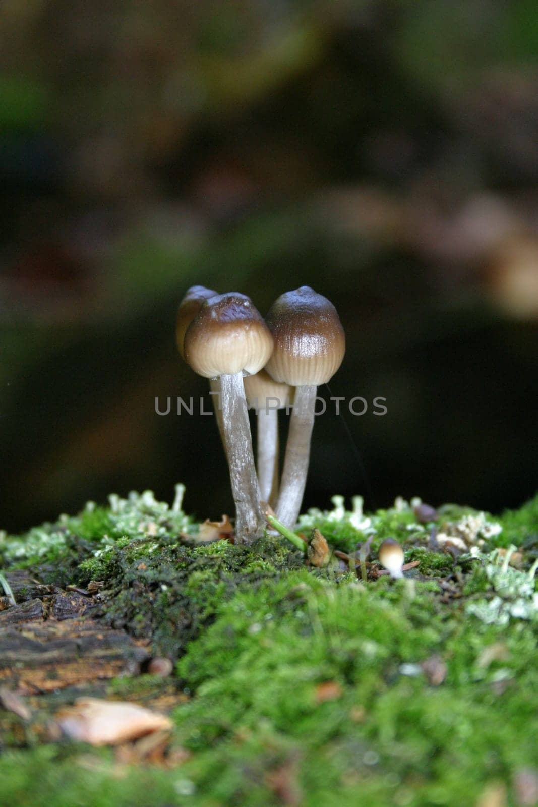Mushroom Quartet