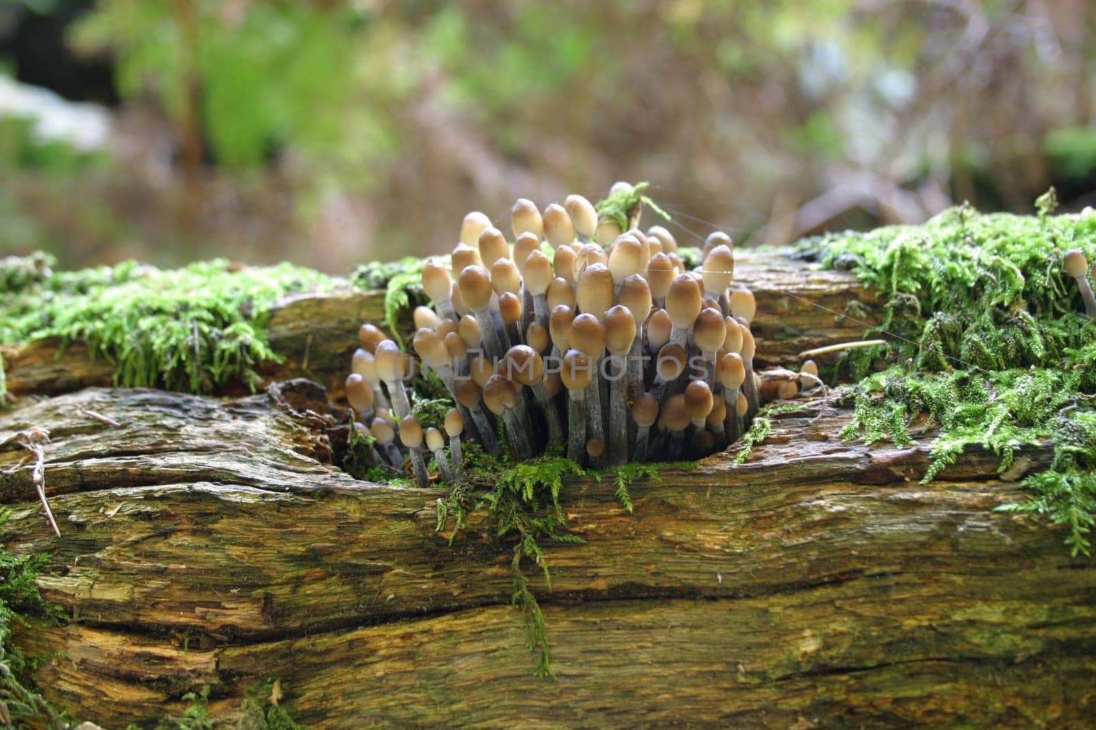 Fungi on deadwood