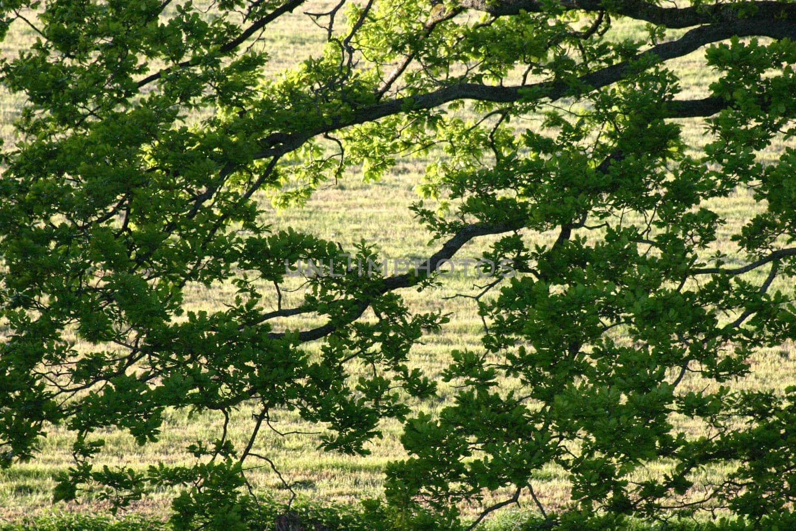 Looking through foliage