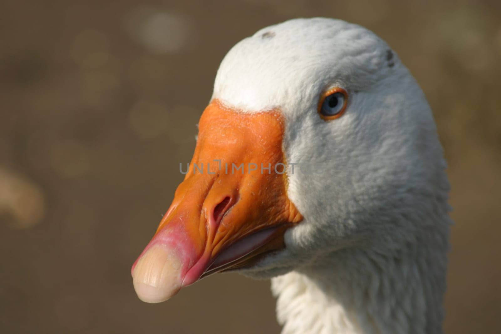 Fingernail-beak?