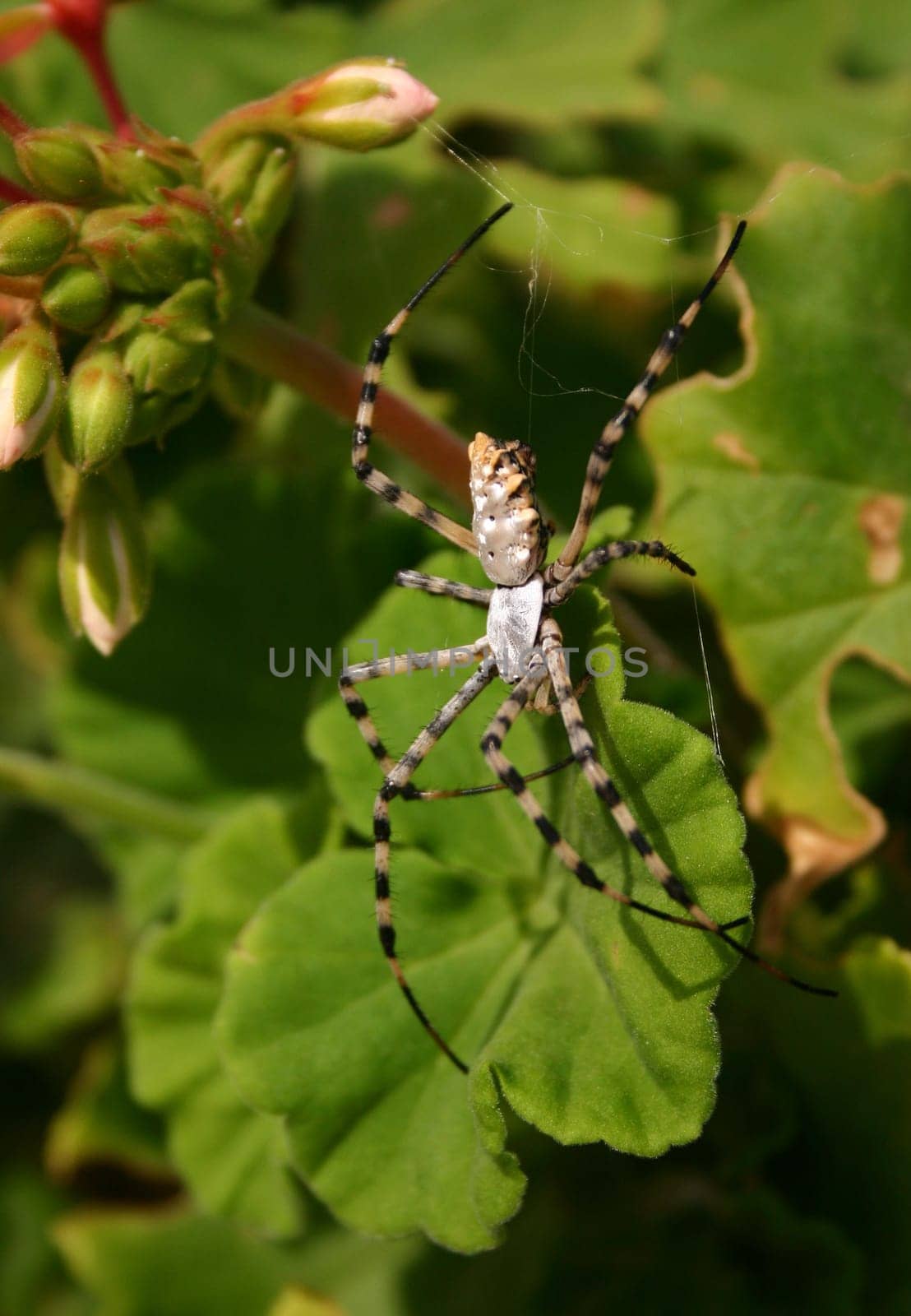 .. just for comparison 2 similar photos of a spider,I'm interested in your opinion,which is better!!!