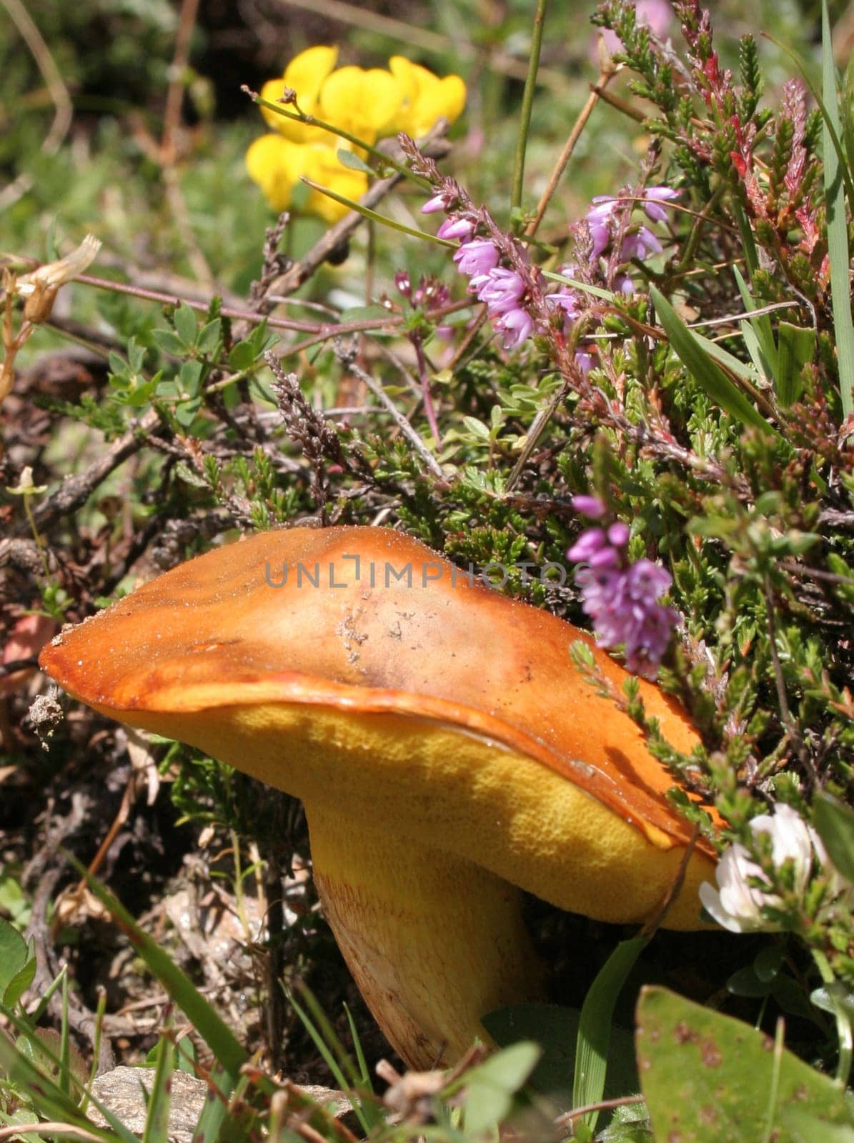thanks to the link ( http://www.natur-lexikon.com/Texte/FM/001/00035/fm00035.html ) from Fotoparadies24 I believe that it could be a gold tube and is edible