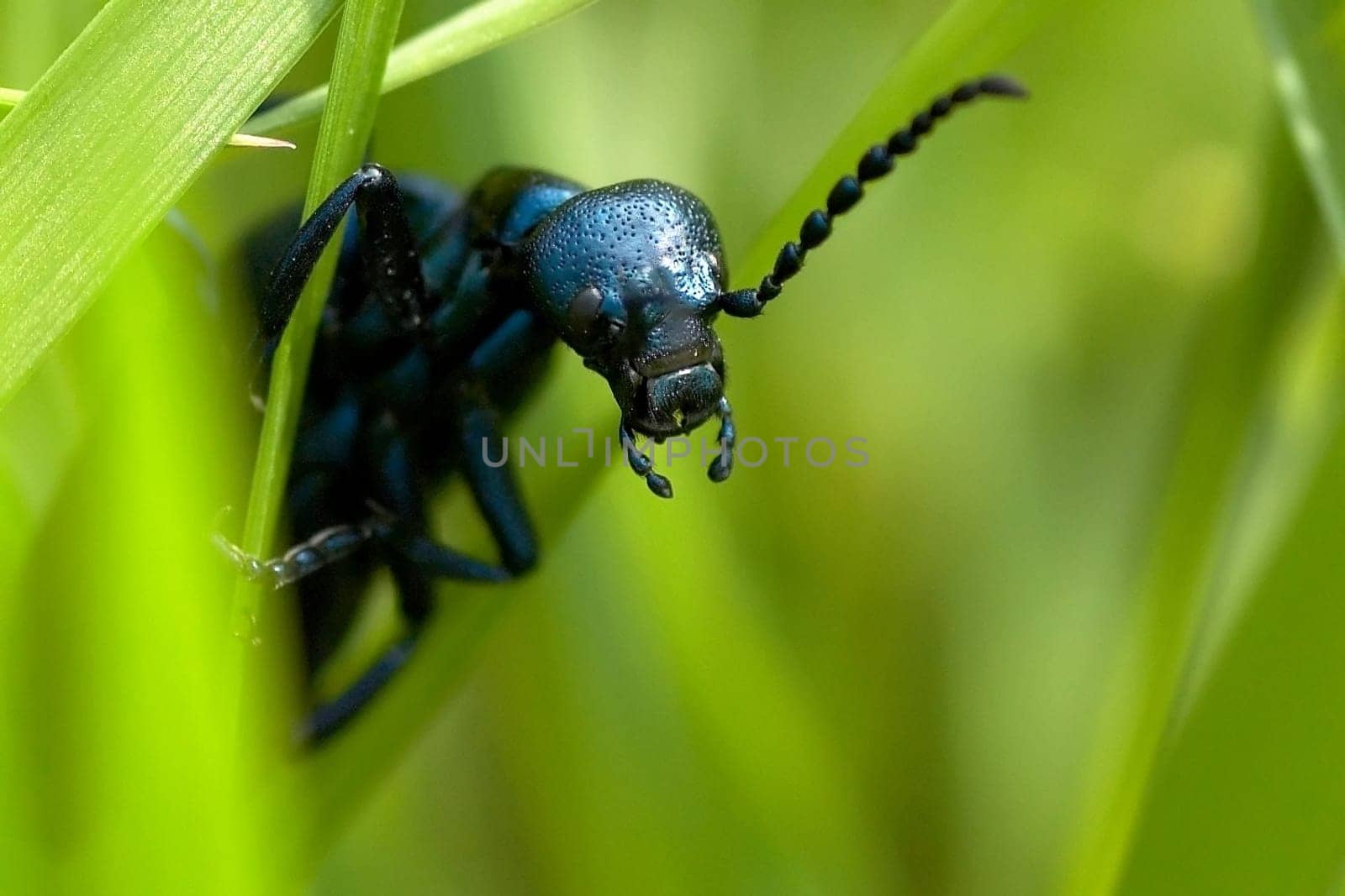 Hidden in the grass sat this male of the oil beetle (Meloe violaceus). By the way,I'm glad I didn't pick it up,because in its defense,it secretes oily pots (cantharidin) on its legs,which are also useful for humans.