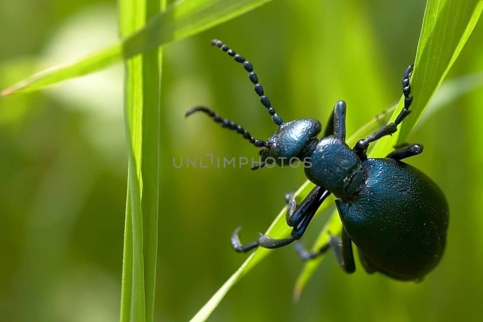 Hidden in the grass sat this male of the oil beetle (Meloe violaceus). By the way,I'm glad I didn't pick it up,because in its defense,it secretes oily pots (cantharidin) on its legs,which are also useful for humans.