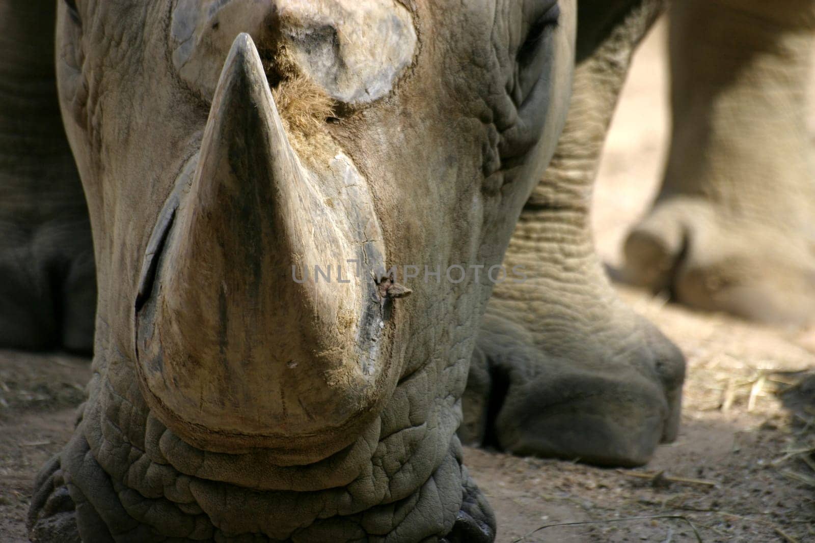 White rhinoceros