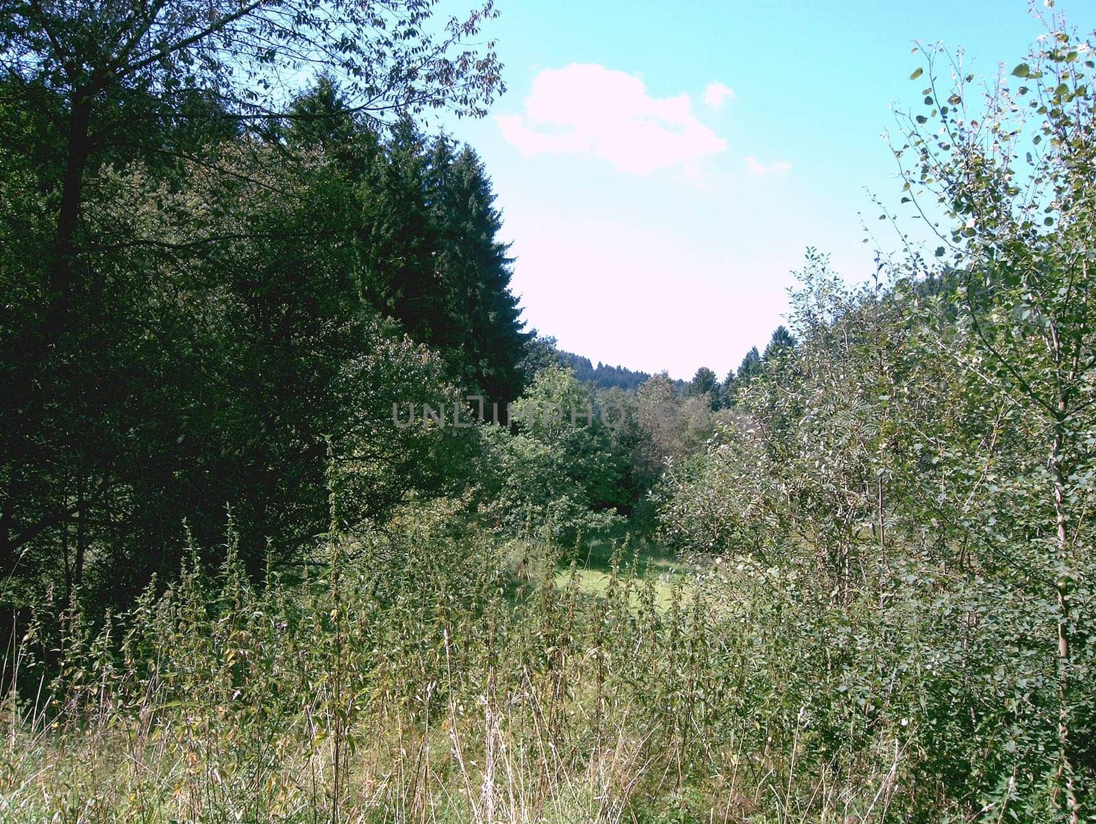 From our forest..