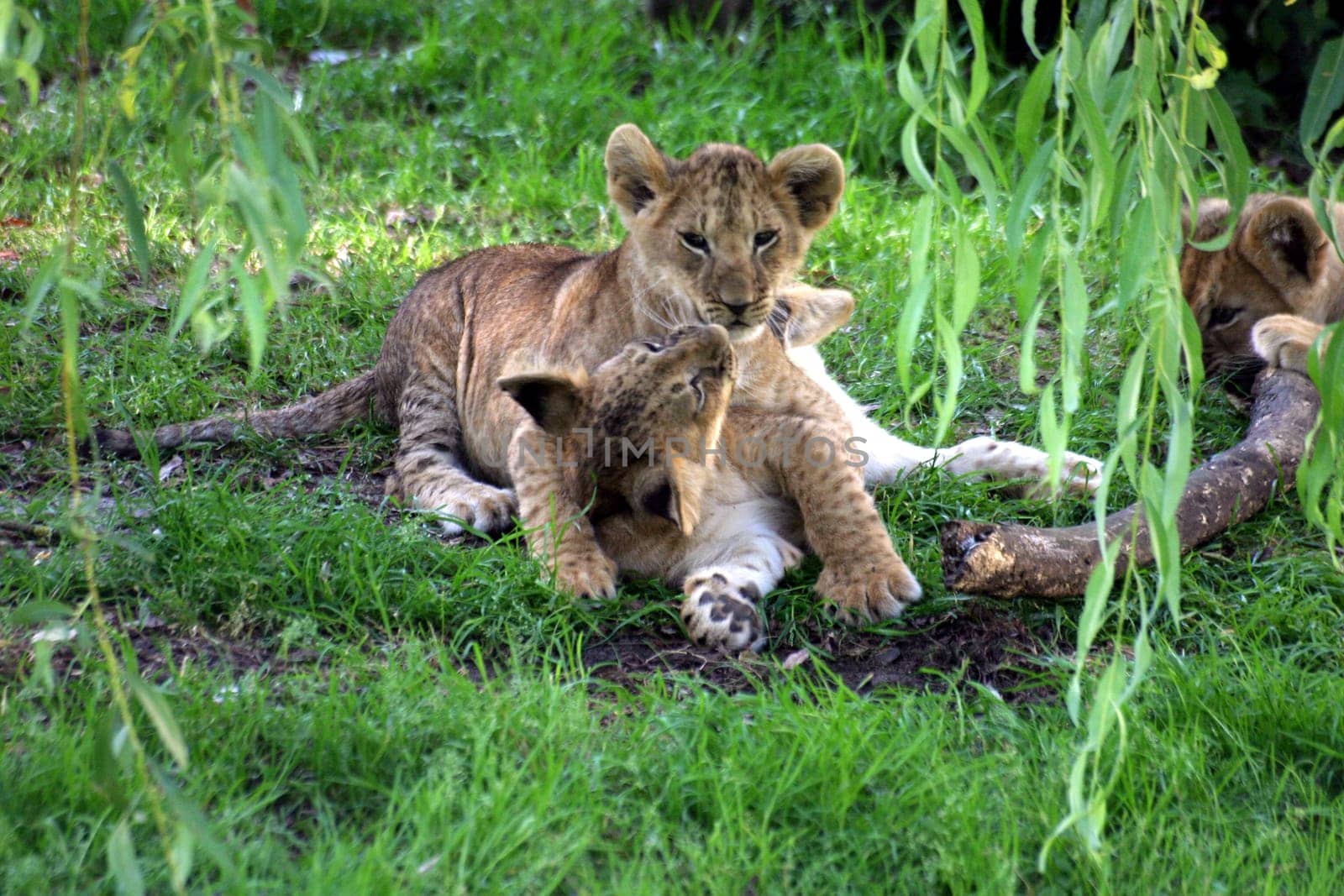Lion cubs