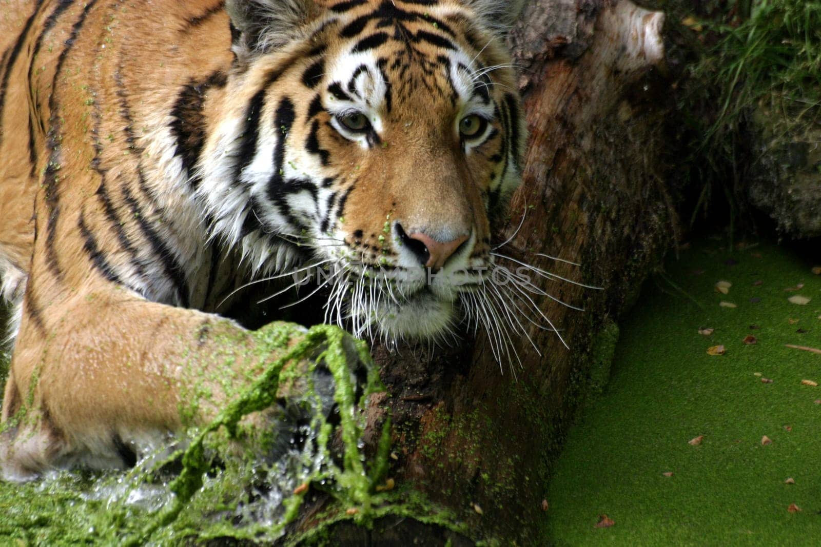 Tiger bath