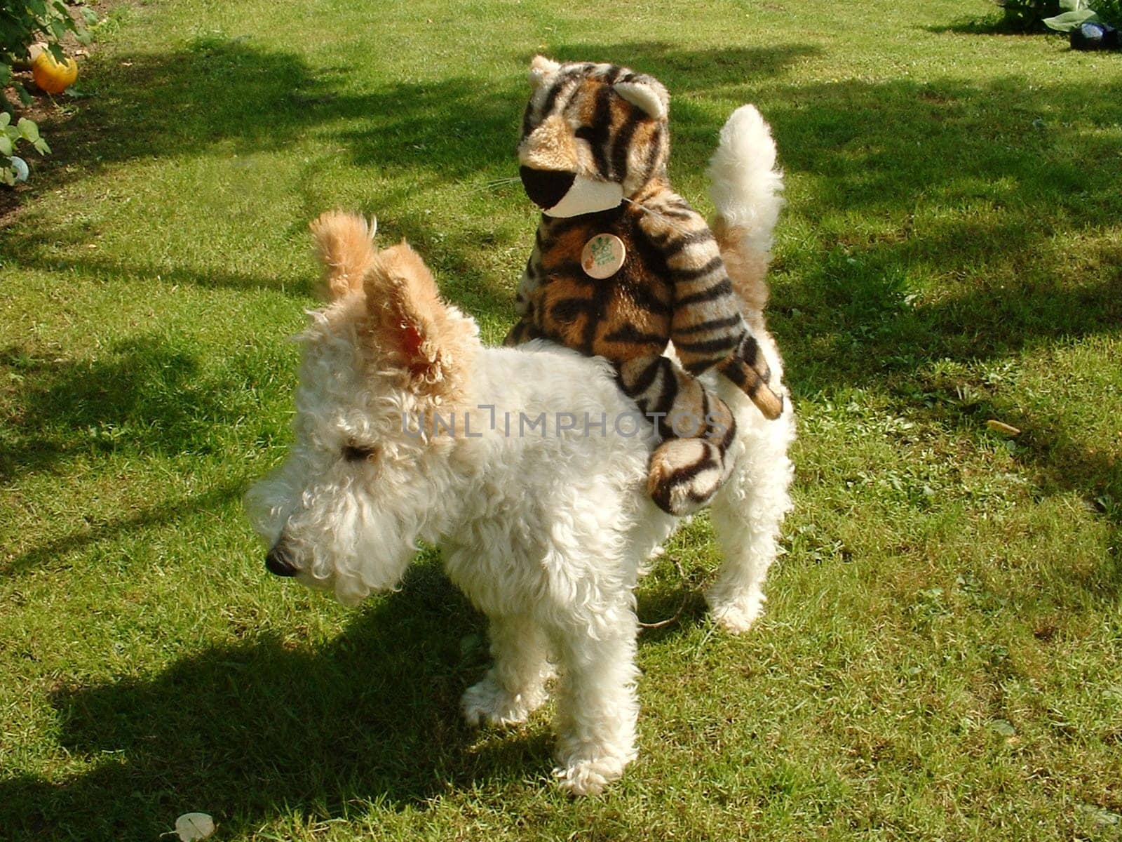 Flocki,my parents' fox terrier,takes a riding lesson with his new favorite cat tiger -)