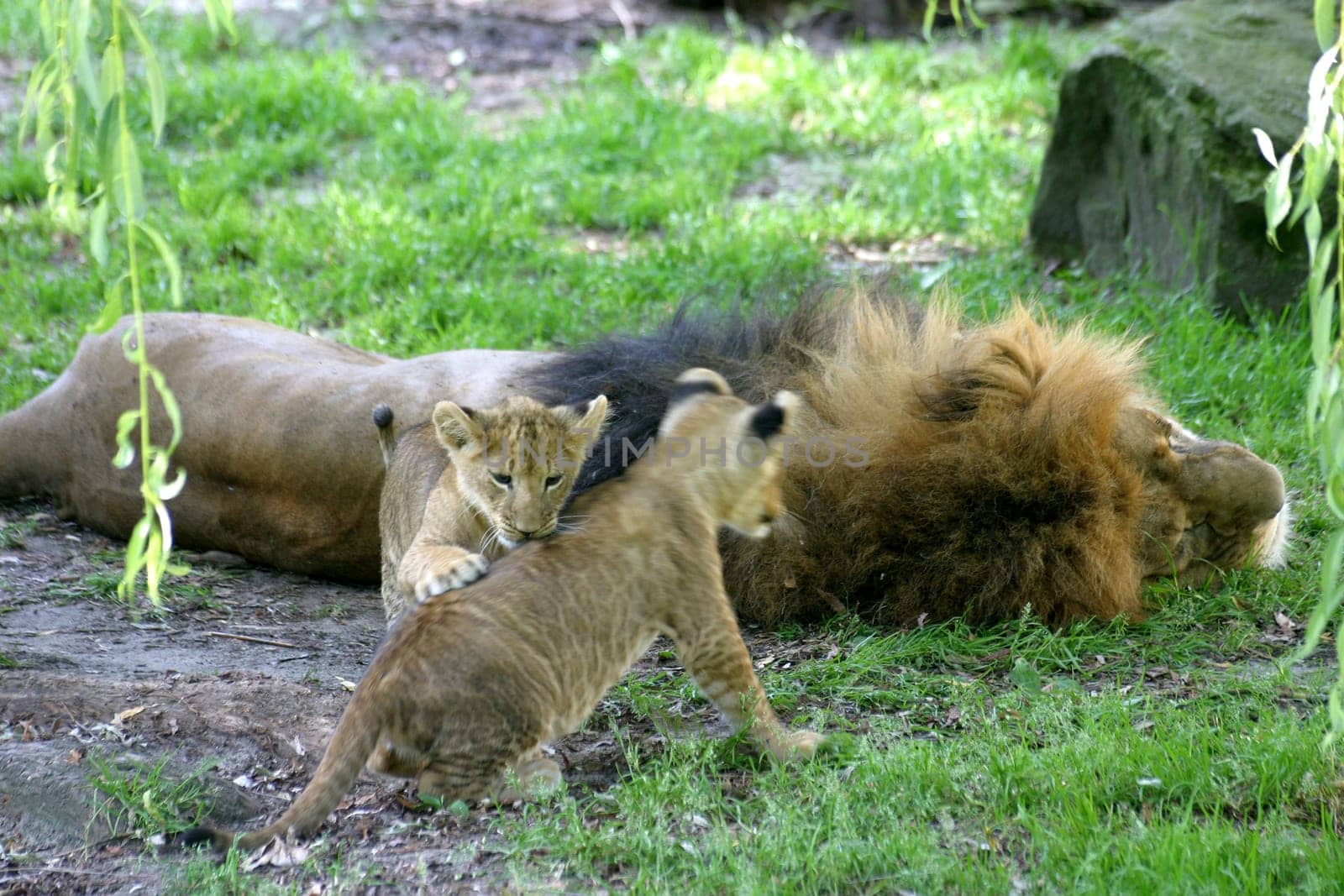 Lion Daddy