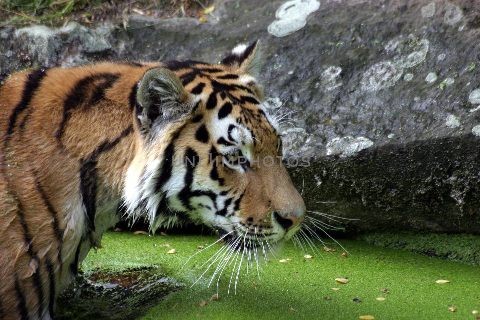 Bathing tiger