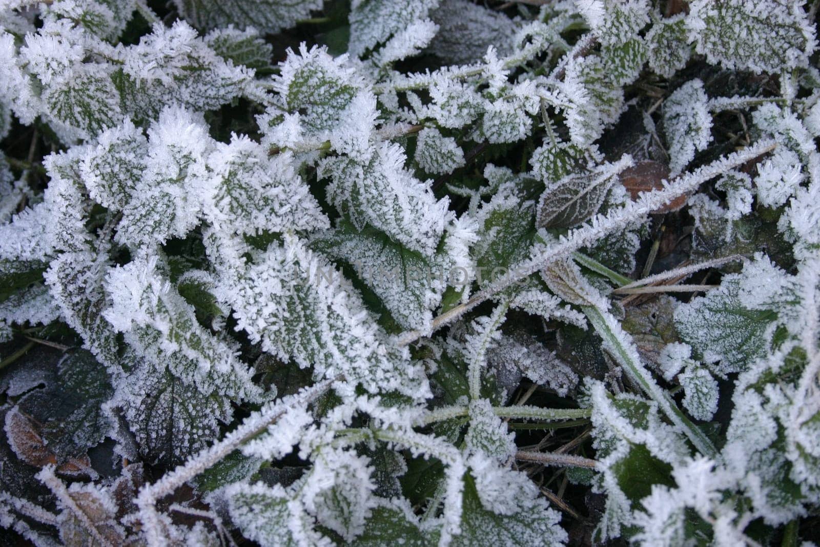 Hoarfrost