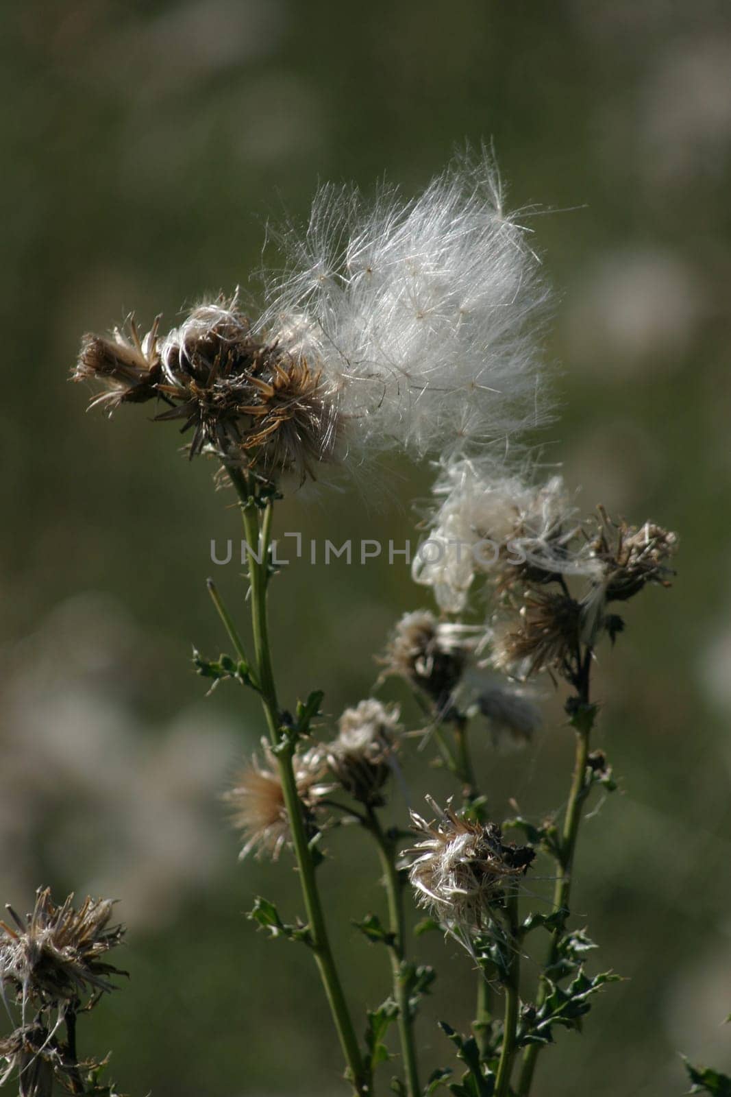 Thistle fluff