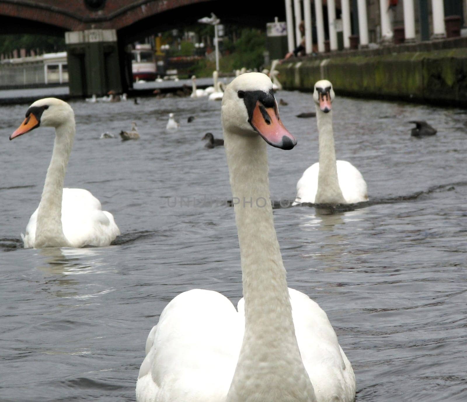 A small series of swans and geese.