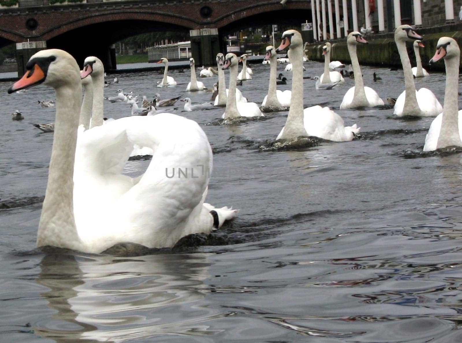 A small series of swans and geese.