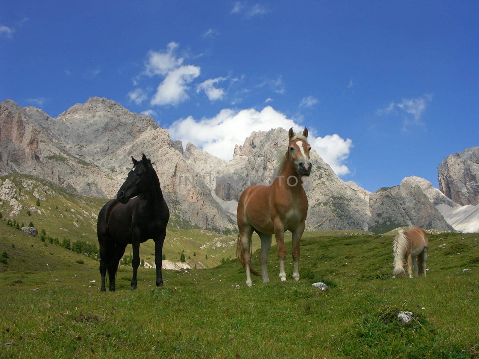 Alpine horses