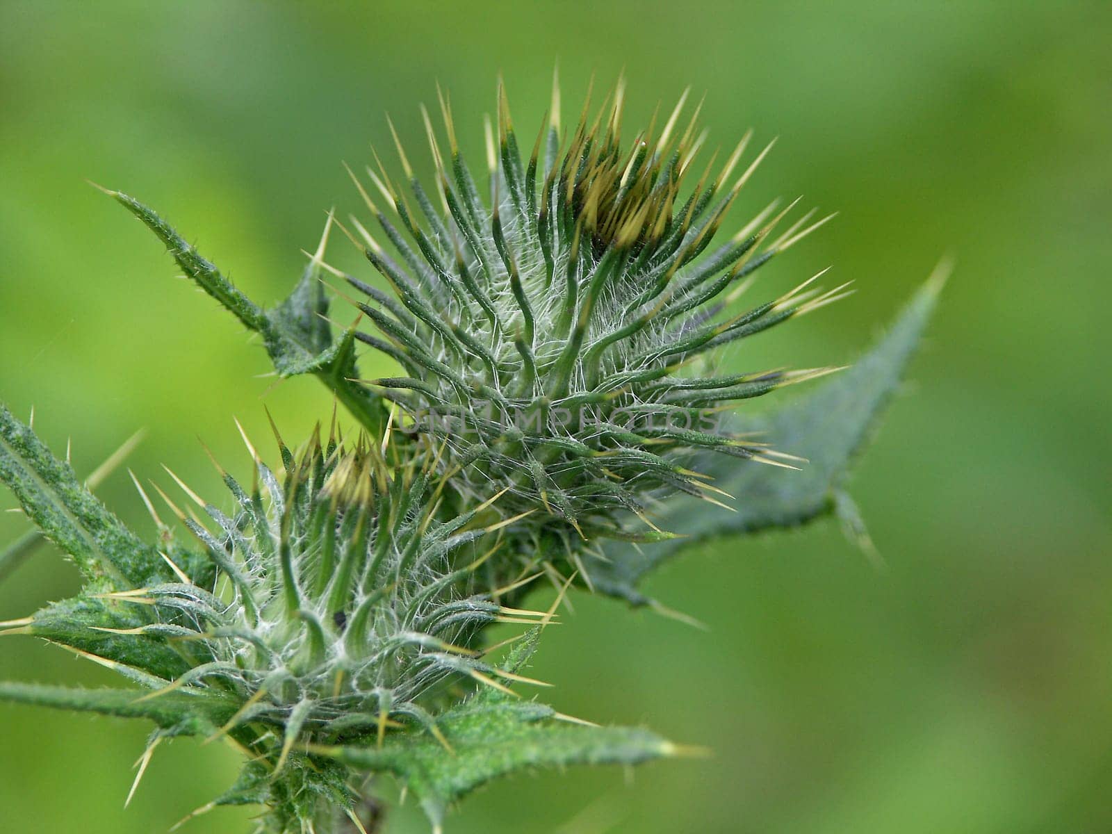 prickly