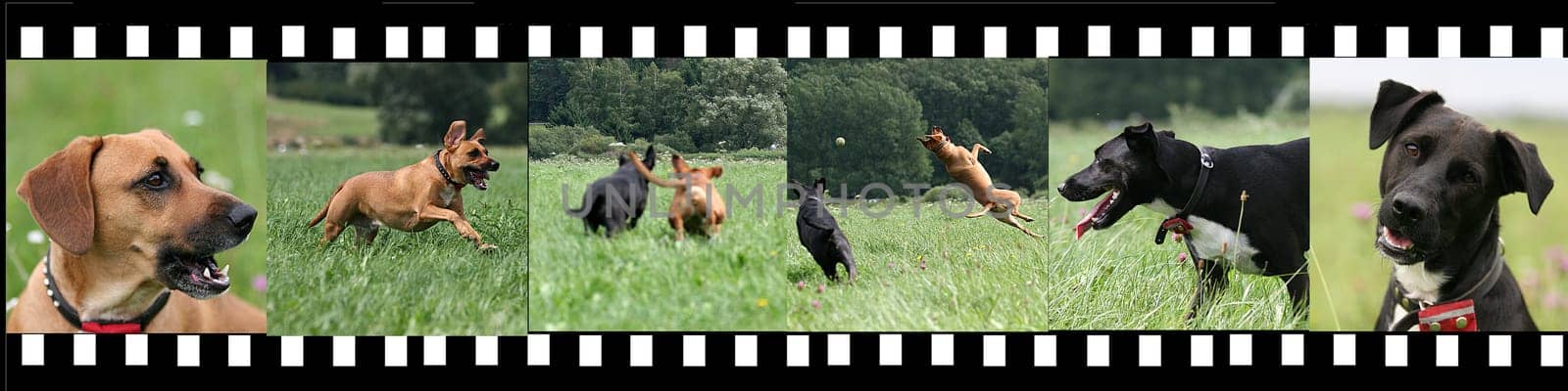 Peppels and BamBam