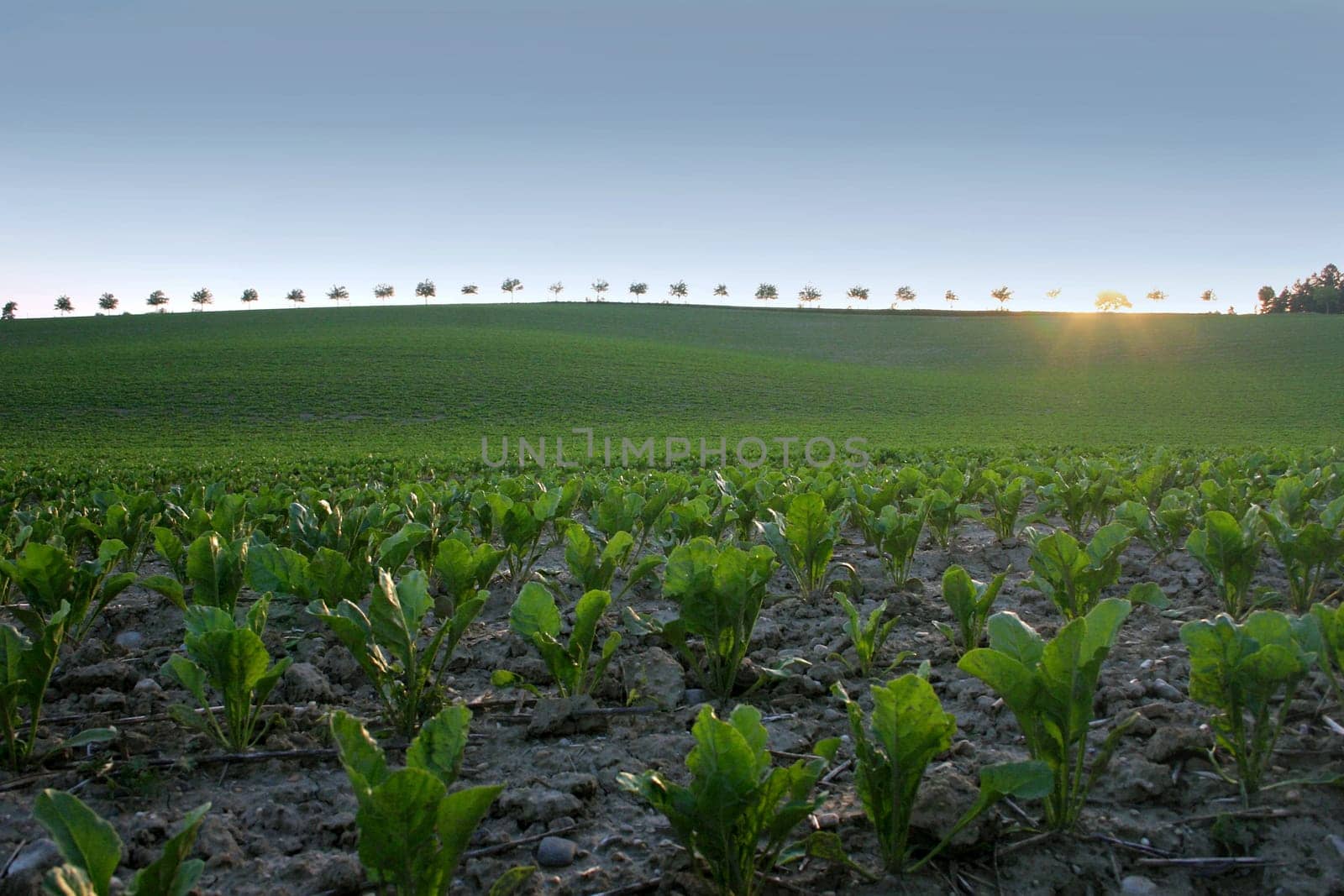 Once again photographed my favorite place on the B388 between Erding and Dorfen.