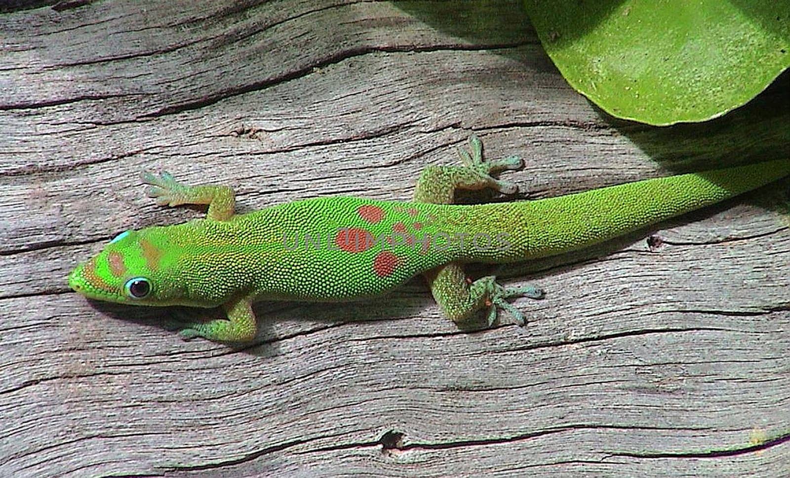 I was able to photograph the little guy in Hawaii "The big Island"" in the wild while sunbathing. Its green color sparkled in the sun and the dead tree trunk offered a lovely contrast."