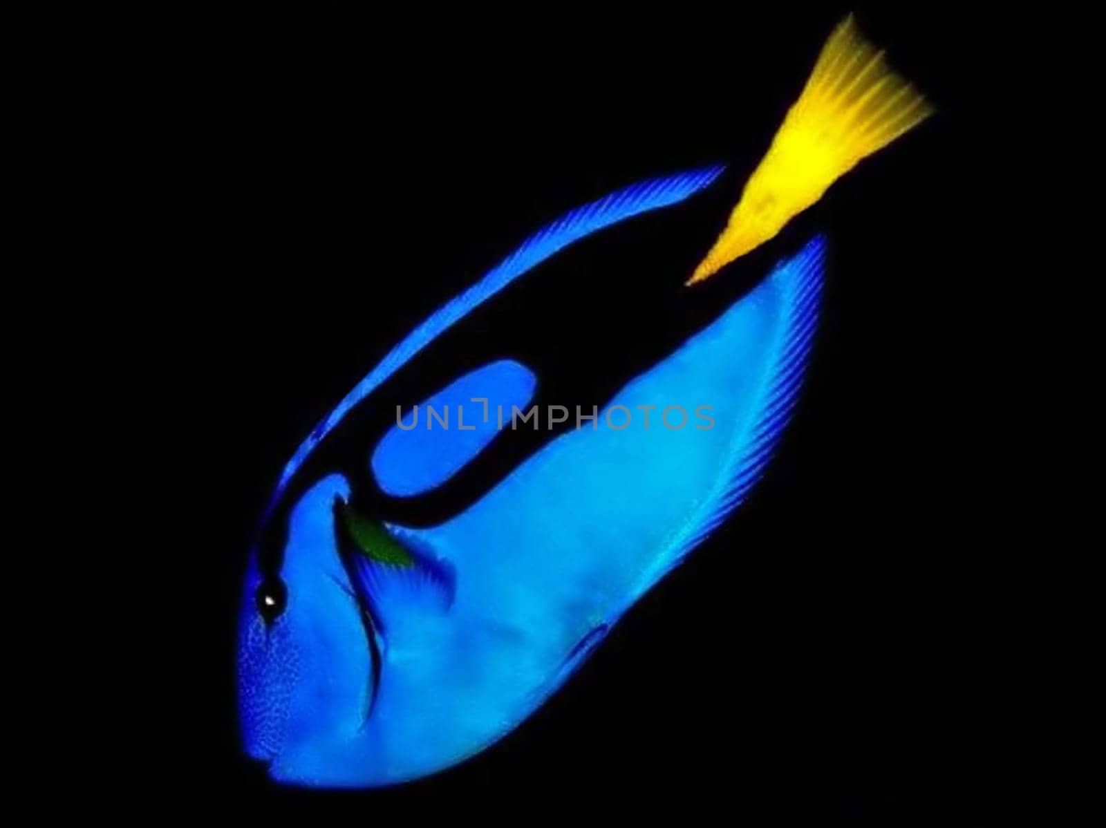 This pallet surgeonfish fish only really became known through the cartoon flick "Finding Nemo""."