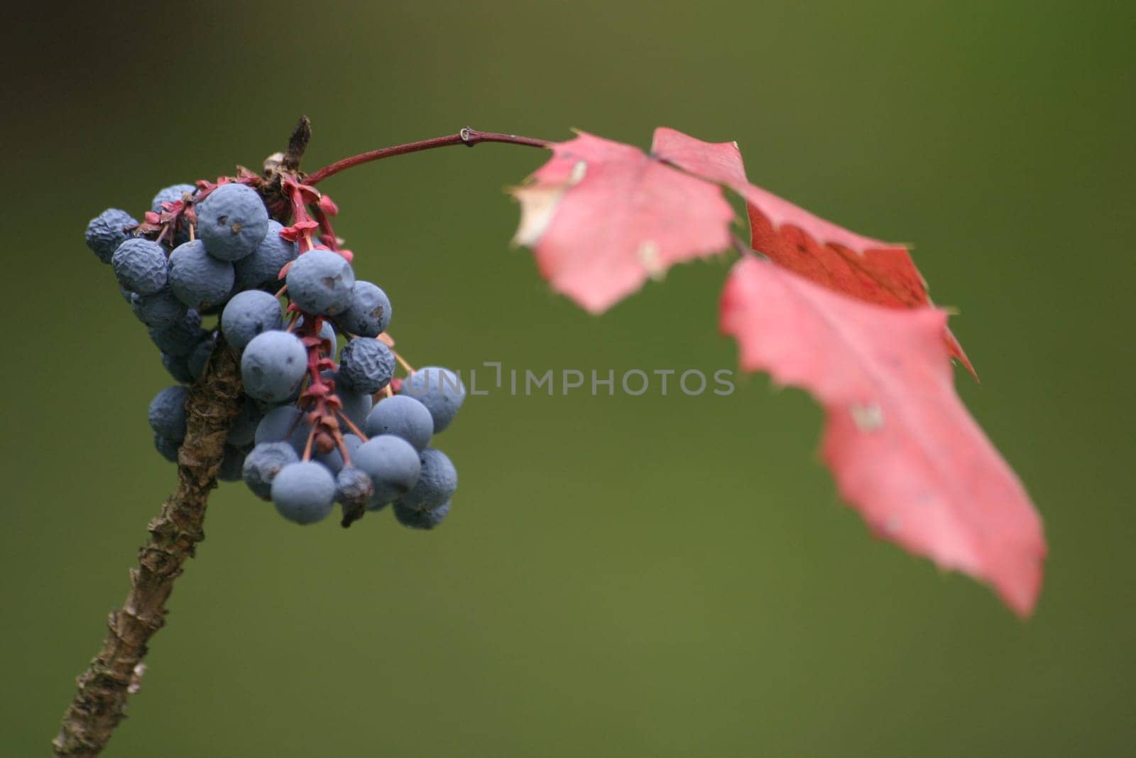 Blue berries 1