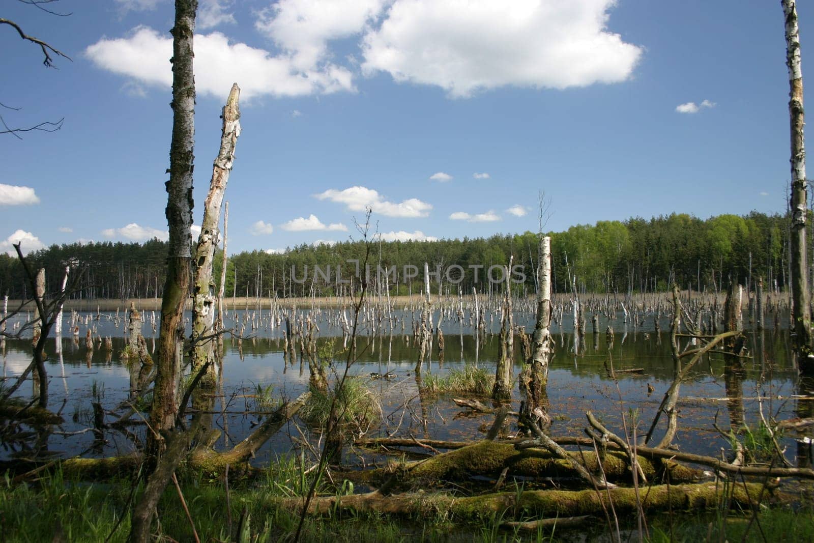 Müritz National Park