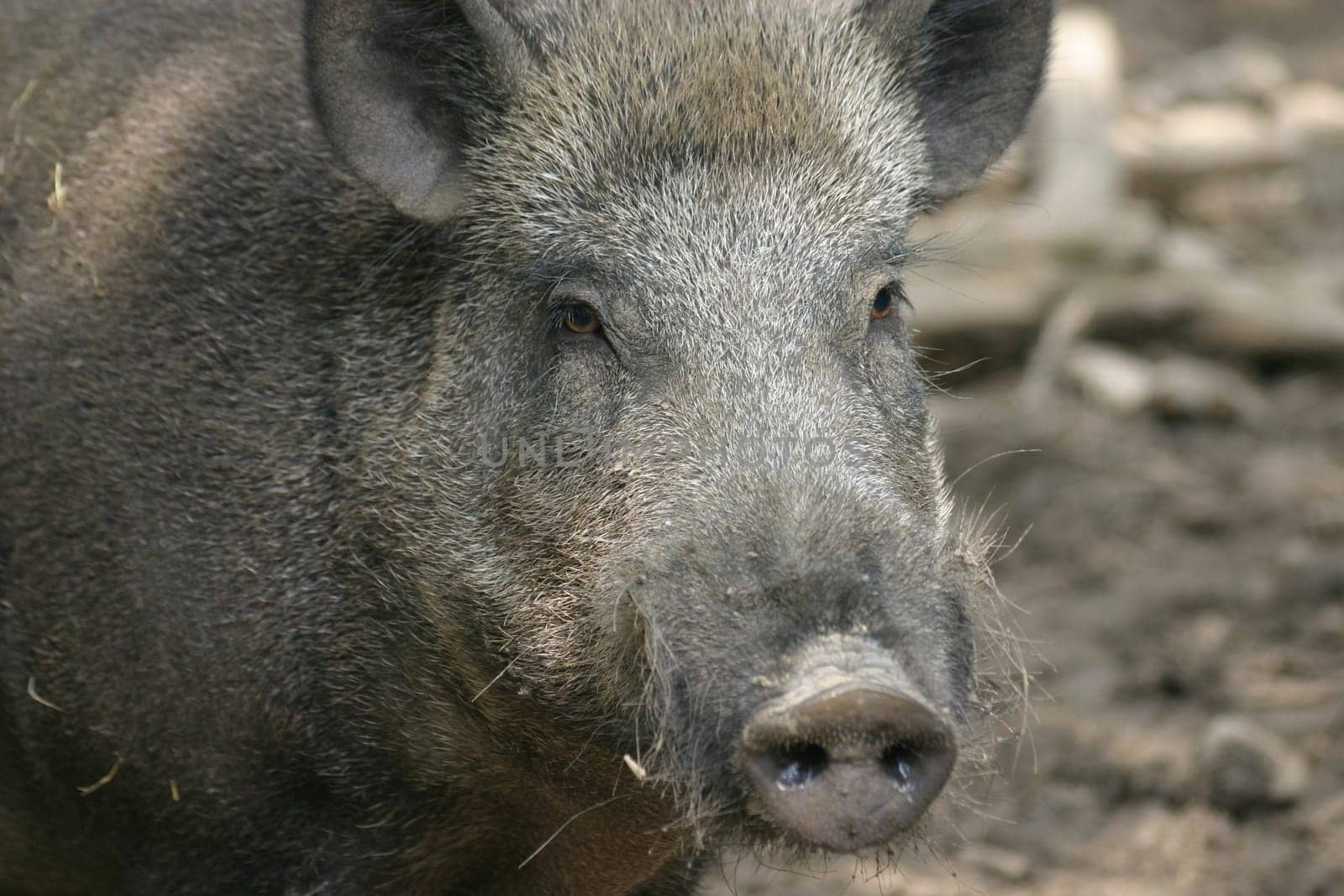 Wild boar