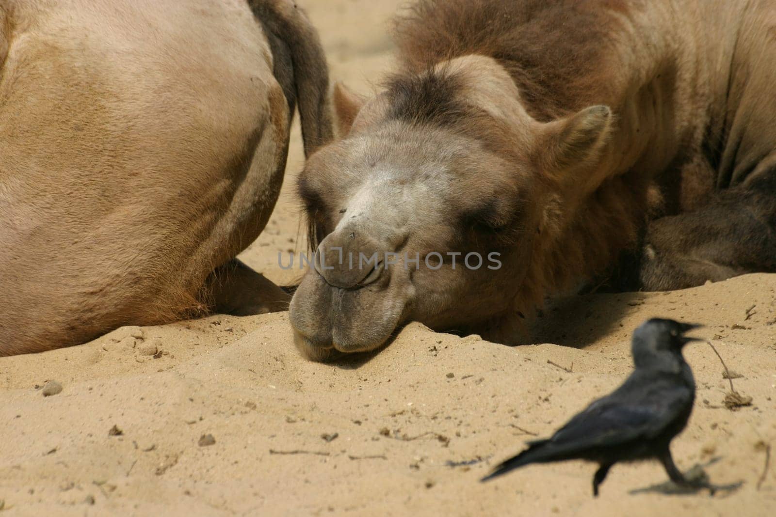 Tired camel